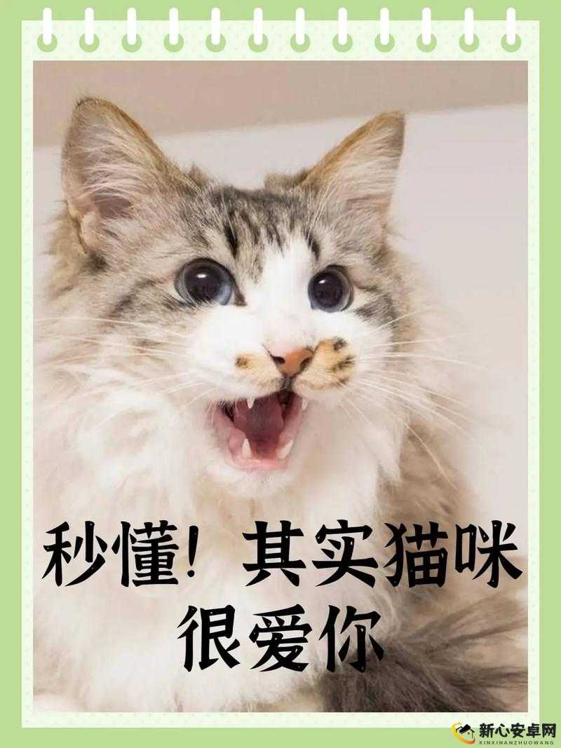 新版猫咪地域网名推荐大全：让你的猫咪拥有独特个性